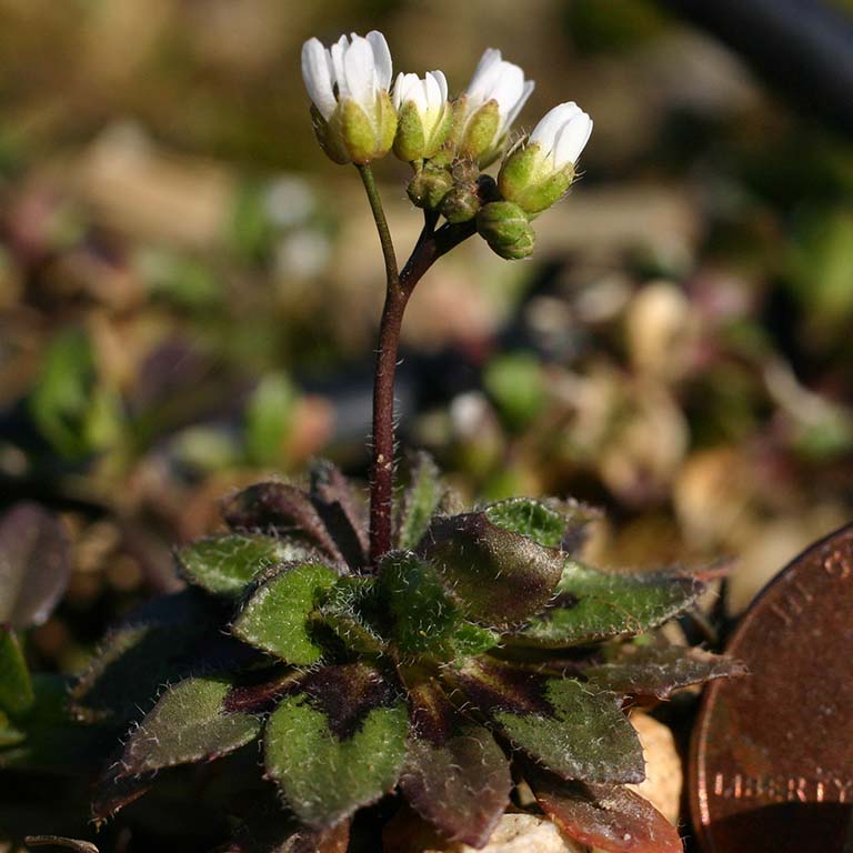 The tiny spring draba (Draba-verna) with its basal leaves sends up a stem supporting several white flowers with bifid petals.