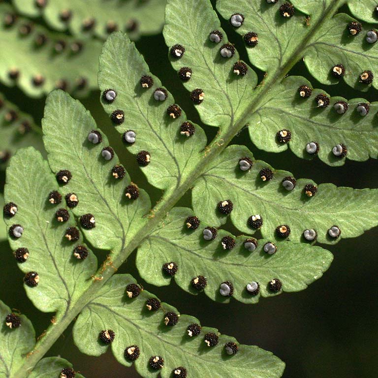 Underside of a "marginal wood fern" (Dryopteris marginalis) leaf, showing the small, round sori (spore-producing structures).