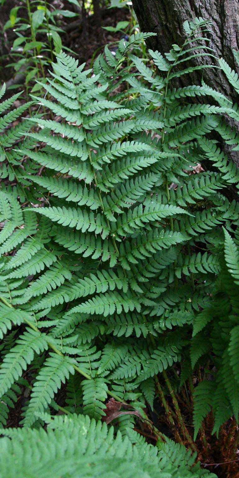 Dark green fronds of the "marginal wood fern" (Dryopteris marginalis) growing on the ground in a wooded area.